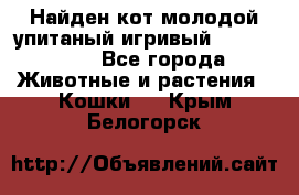 Найден кот,молодой упитаный игривый 12.03.2017 - Все города Животные и растения » Кошки   . Крым,Белогорск